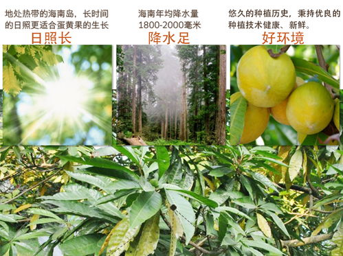 海南鸡蛋果蛋黄果5斤当季节性孕妇热带水果新鲜应季批特产6斤 1斤